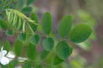 Black locust